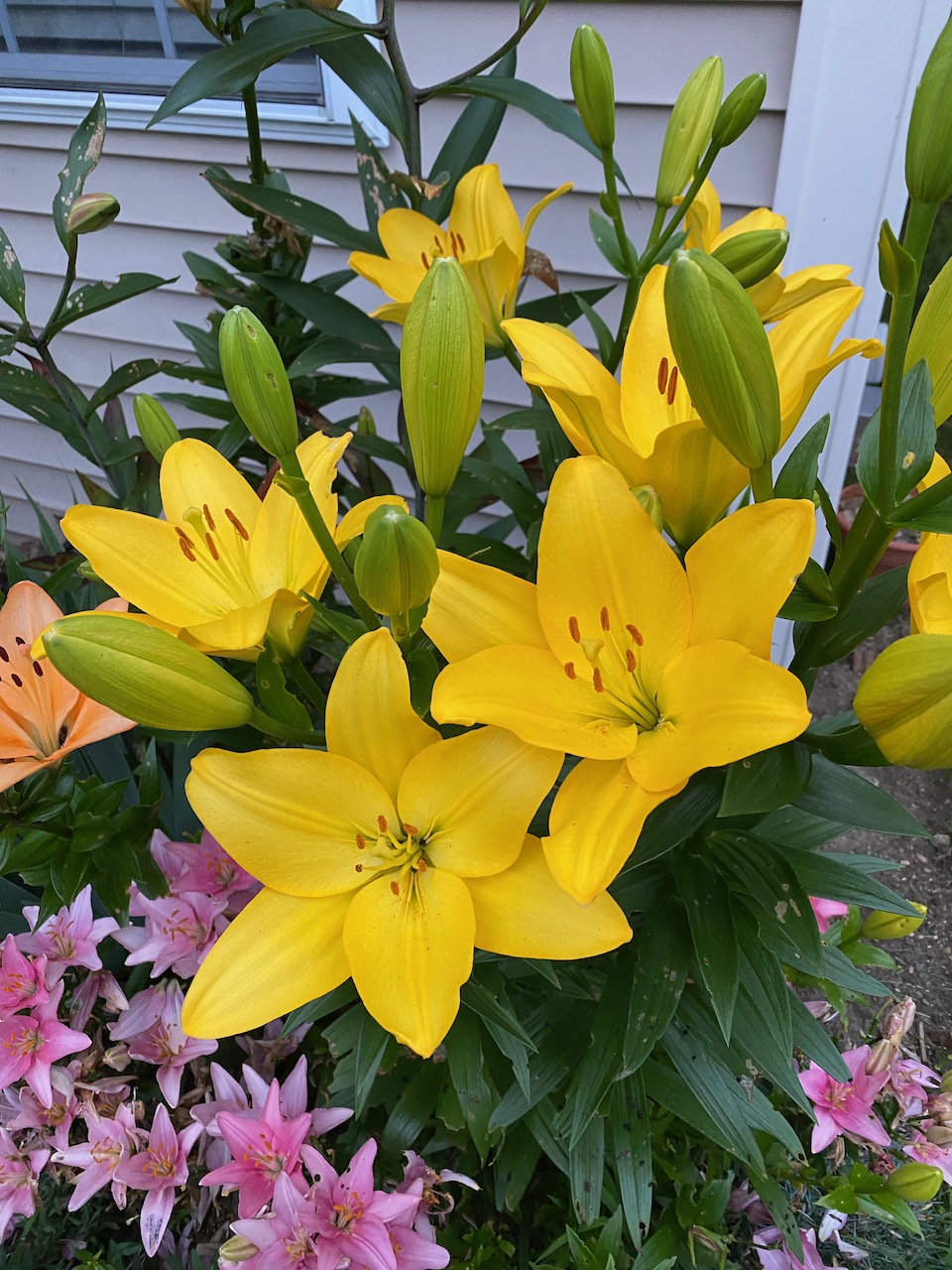 flowers - asian lilies july 03 2023 01.jpeg