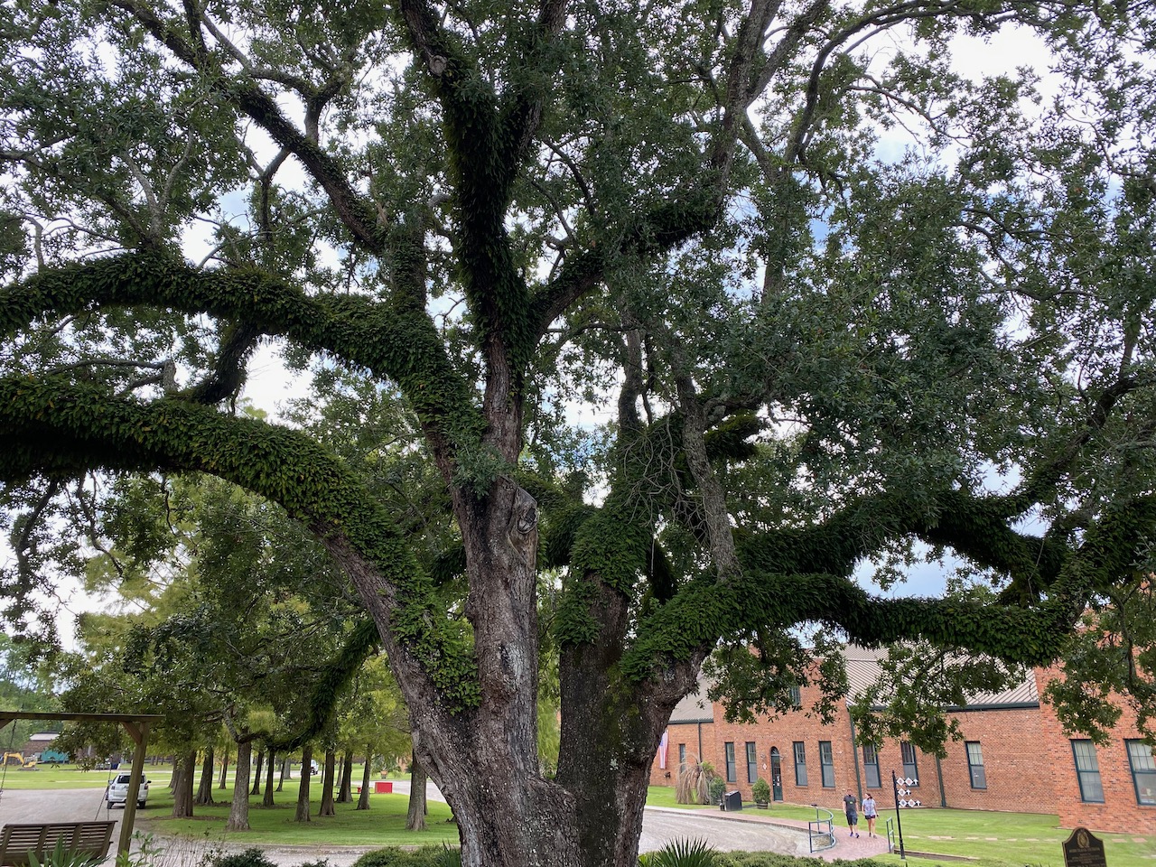 avery island la - live oaks 01.jpeg