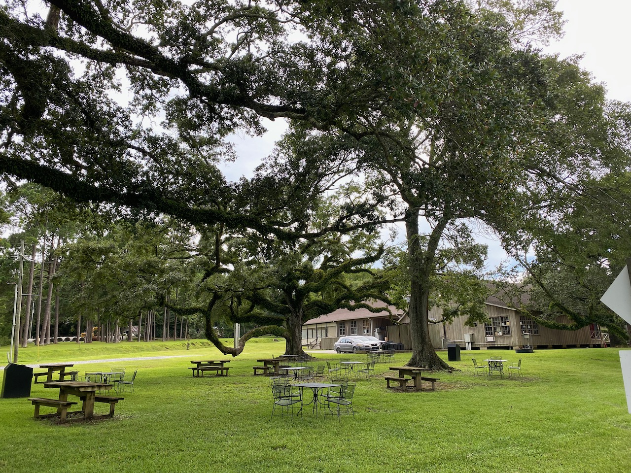 avery island la - live oaks 03.jpeg