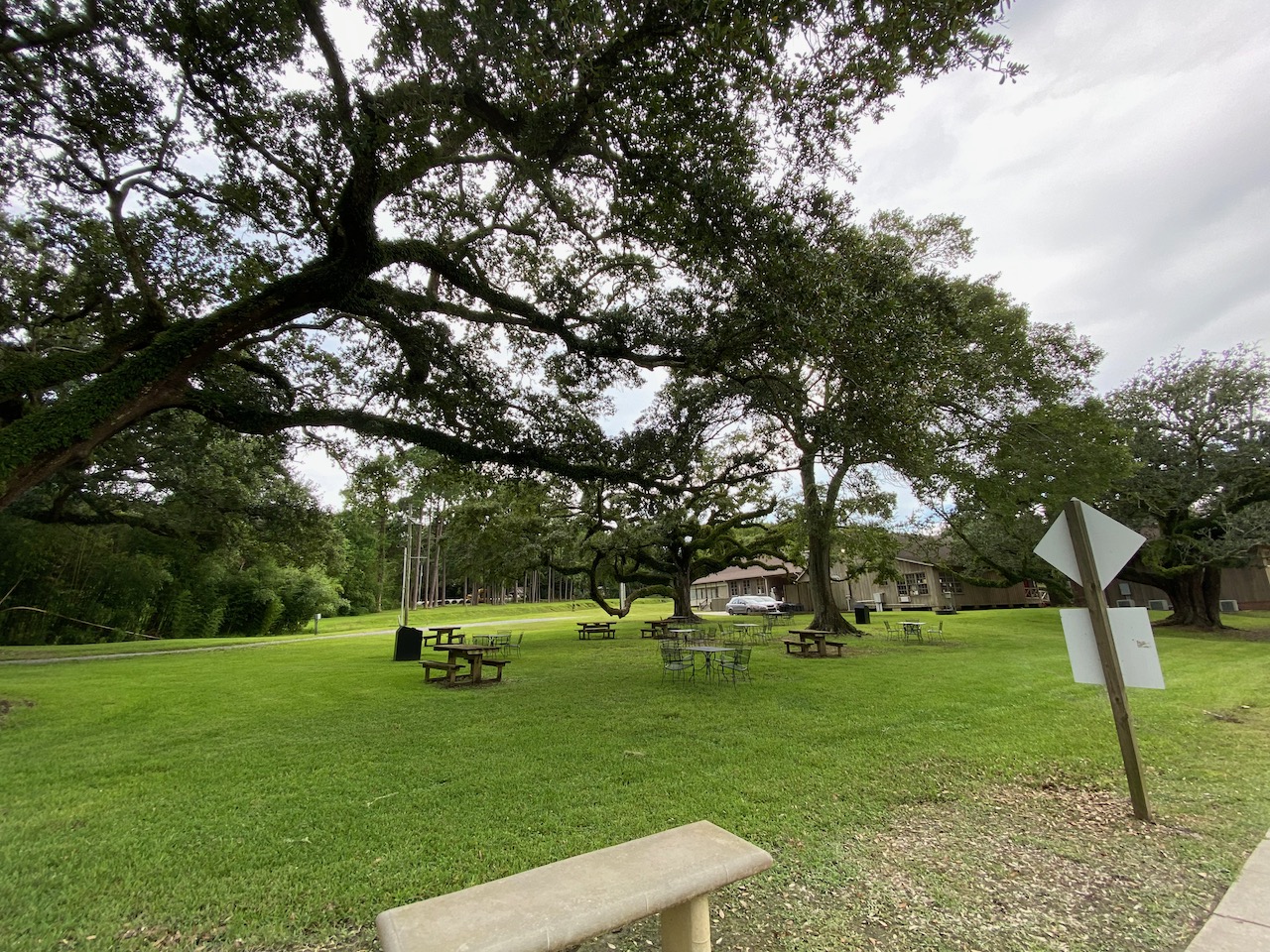 avery island la - live oaks 04.jpeg