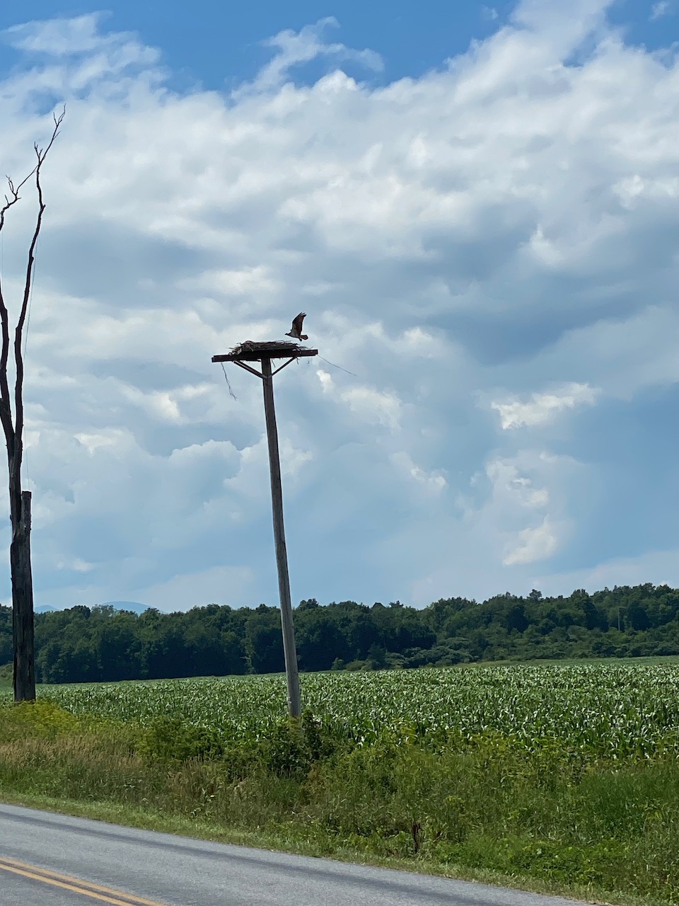 raptors - osprey nest panton vt 02.jpeg