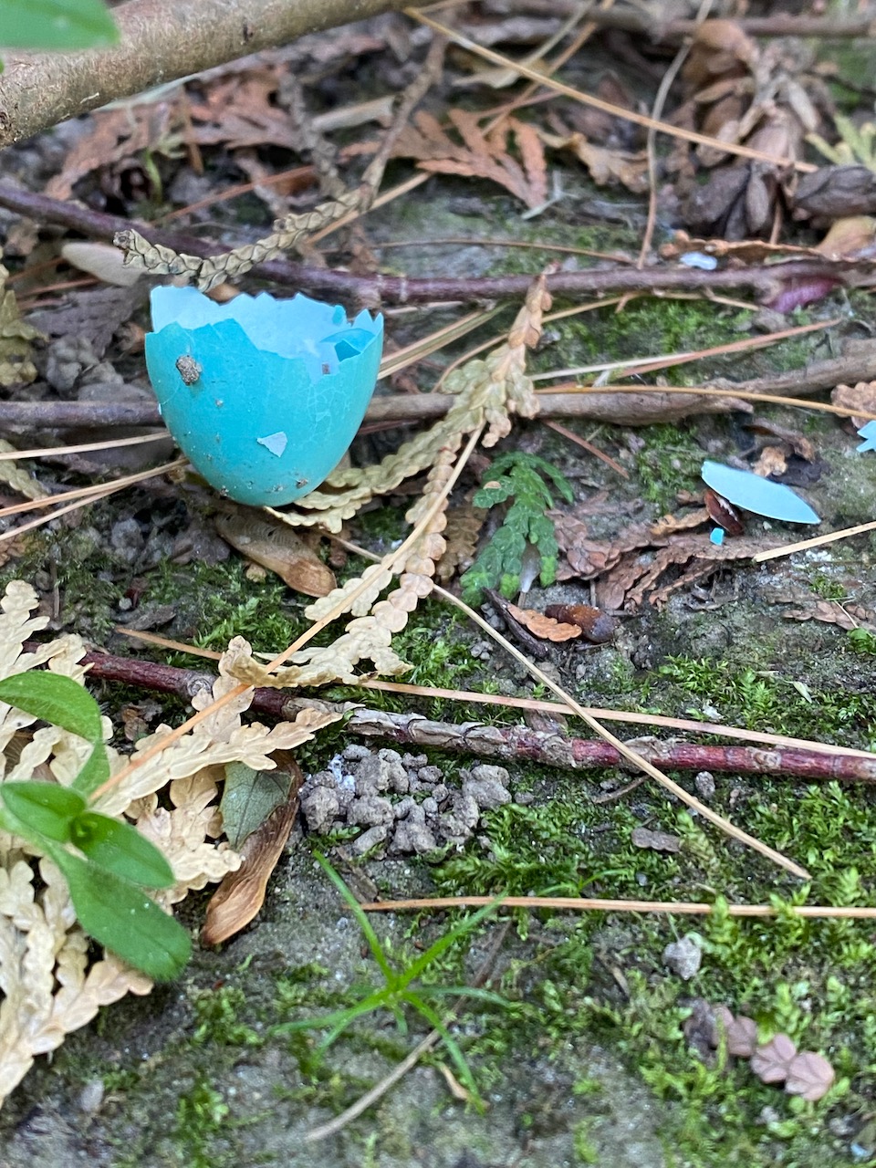 flowers - robins egg may 29 2022.jpeg